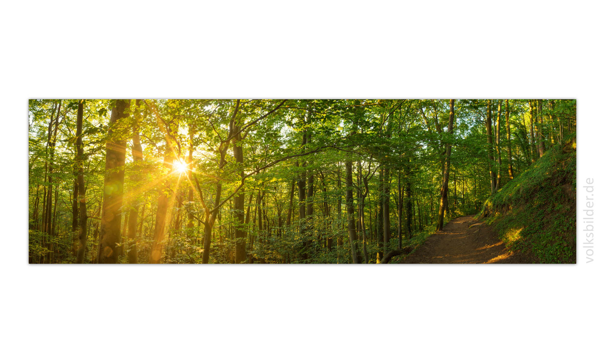Ein langes Panorama-Wald-Bild vom Pfälzerwald im Sommer. Links scheint die Sonne durch die Bäume, rechts sieht man einen Wanderweg. 