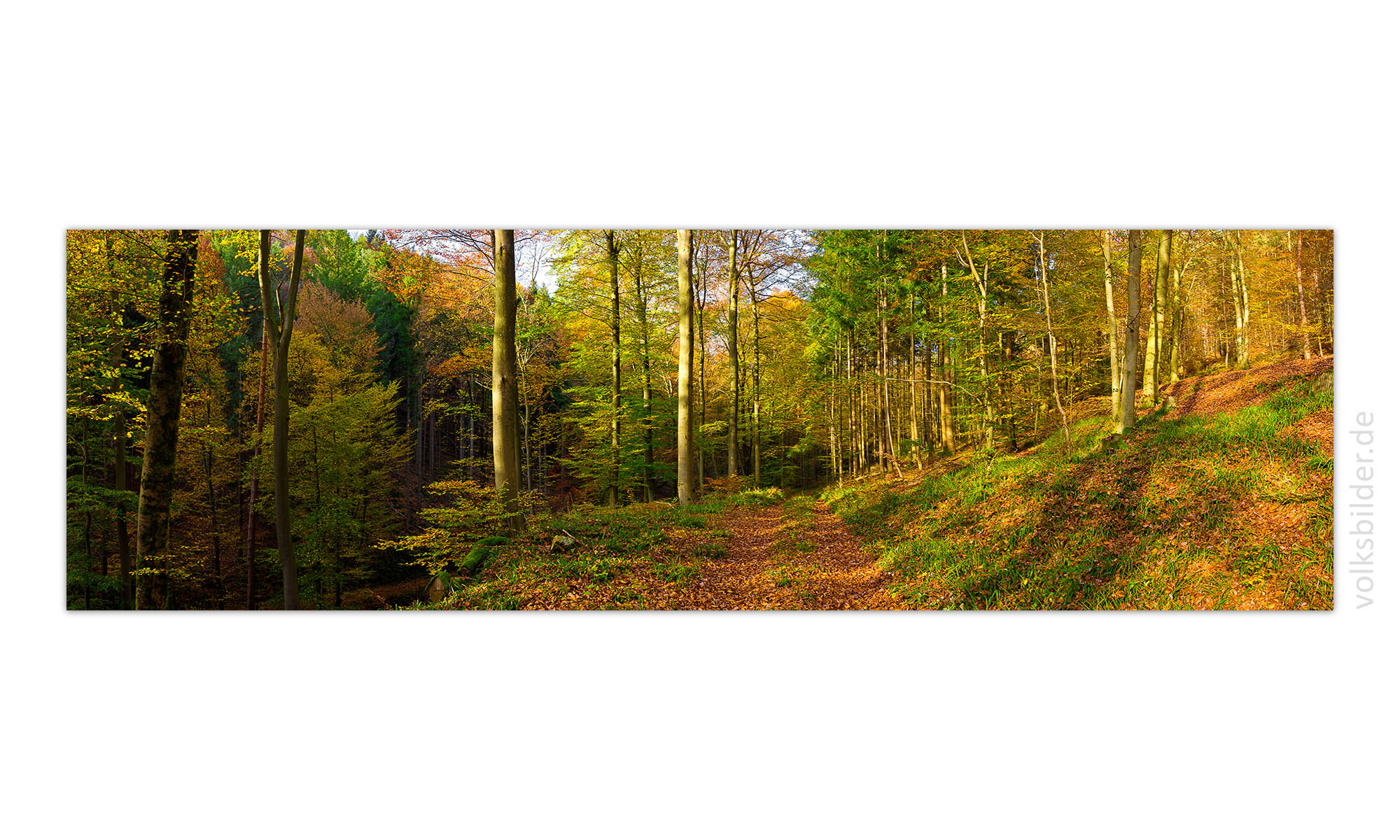Ein langes, großes Panorama-Wandbild. Es zeigt den herbstlich bunten Wald bei Edenkoben in Rheinland-Pfalz.