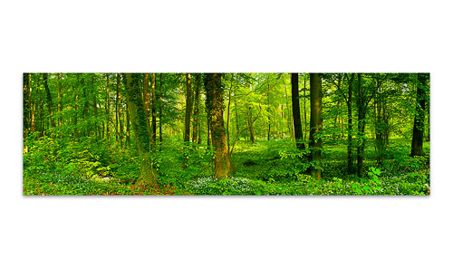 Auwald-mit-Baerlauch