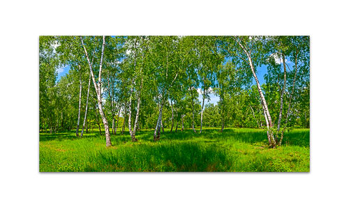 Birkenwald