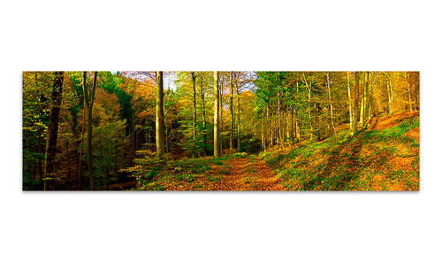 Herbstwald-Pfalz