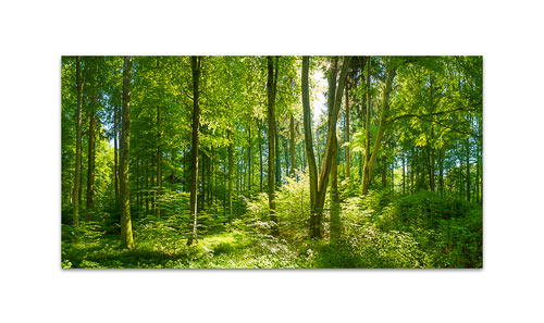Mischwald