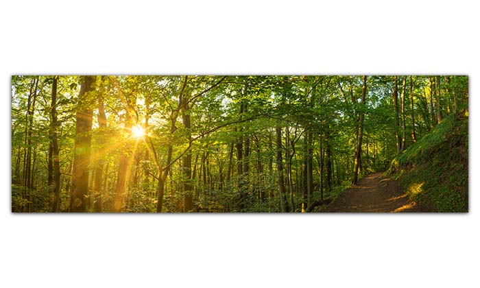 Ein langes Panorama-Wald-Bild vom Pfälzerwald im Sommer. Links scheint die Sonne durch die Bäume, rechts sieht man einen Wanderweg. 
