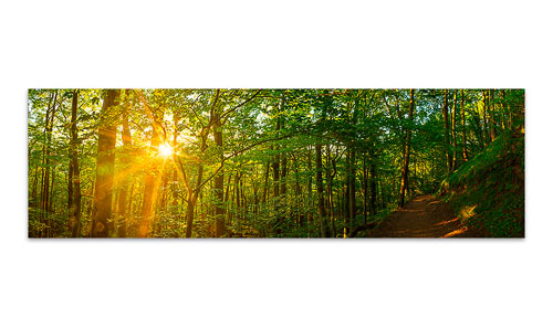 Wanderweg-Pfaelzerwald