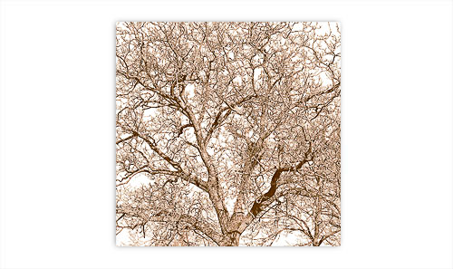 Winter-Nussbaum-ganz
